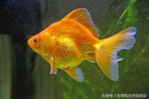 招財魚種類